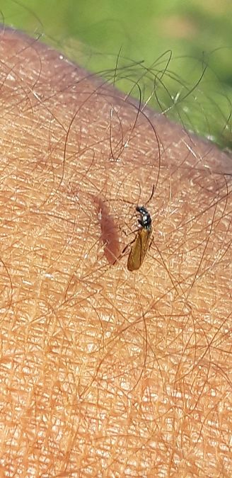 Rhagonycha lignosa  - Michele Cento