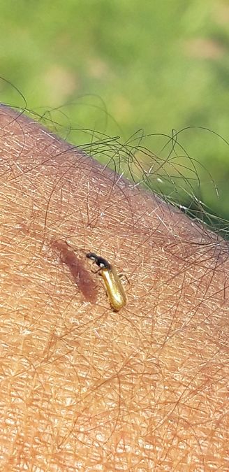 Rhagonycha lignosa  - Michele Cento