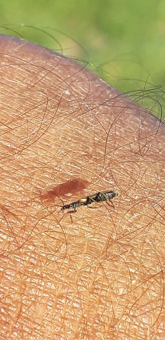 Rhagonycha lignosa  - Michele Cento