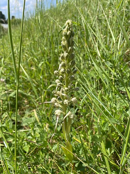 Himantoglossum hircinum  - Erwan Leherisse