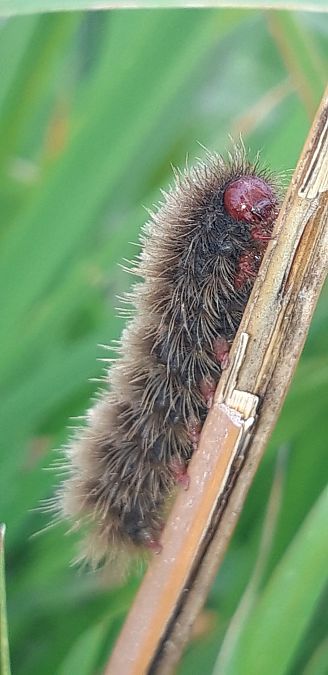 Amata phegea  - Michele Cento