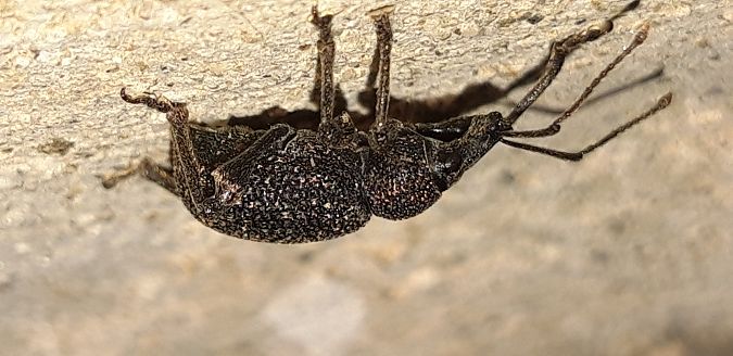 Otiorhynchus sulcatus  - Michele Cento