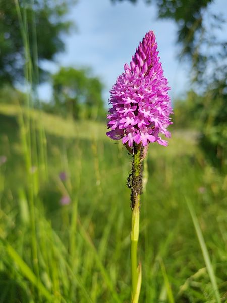 Anacamptis pyramidalis  - Nicola Larroux