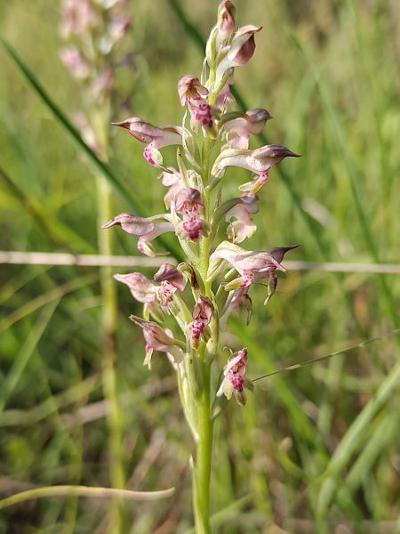 Anacamptis coriophora subsp. fragrans  - Nicola Larroux