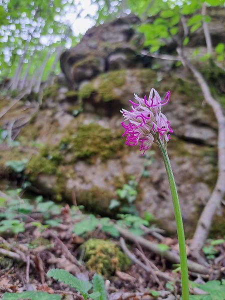 Orchis simia  - Ferran Gonzàlez-Prat