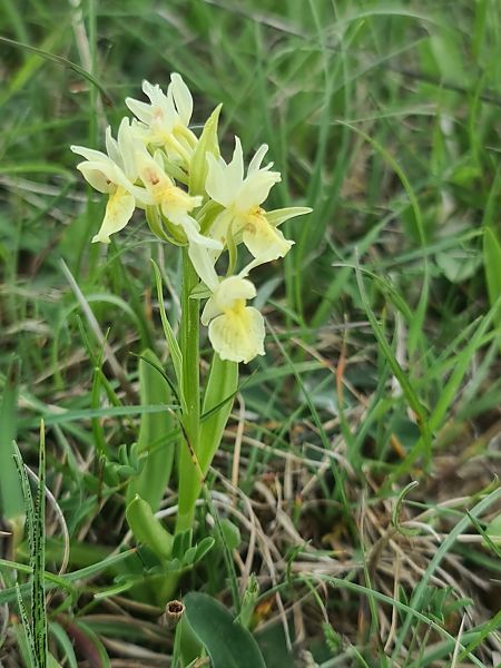 Dactylorhiza sambucina  - Christian Fleury