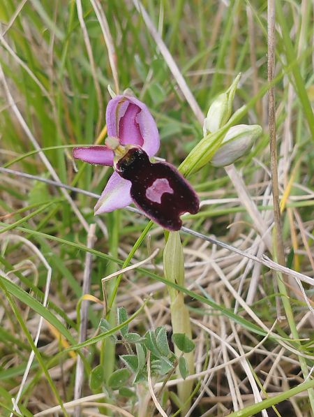 Ophrys magniflora  - Gérard Joseph