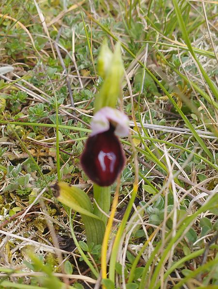 Ophrys magniflora  - Gérard Joseph