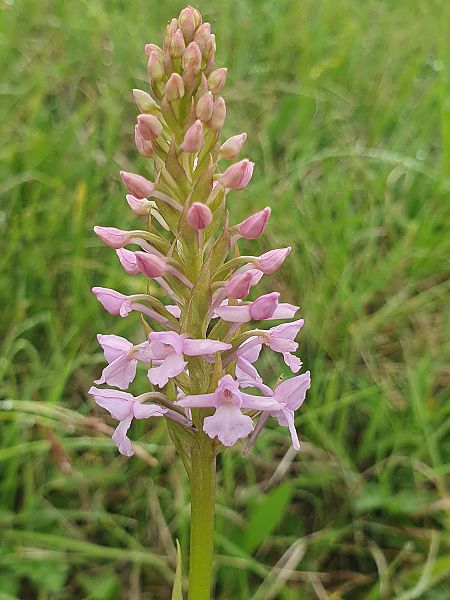 Gymnadenia pyrenaica  - Éric Van Kalmthout