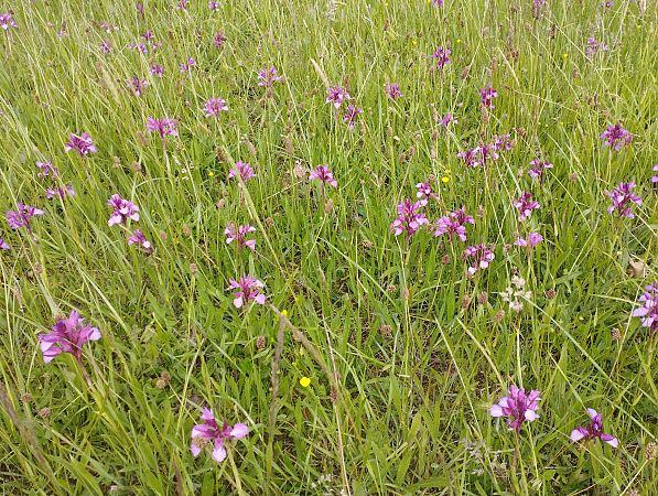 Anacamptis papilionacea var. expansa  - Gérard Joseph