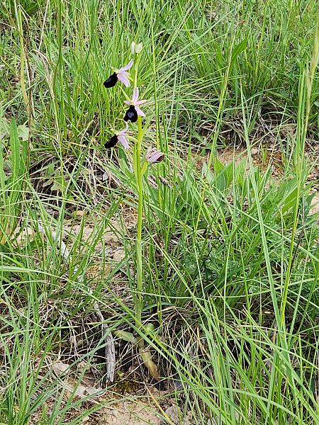 Ophrys bertolonii  - Catherine Rolland