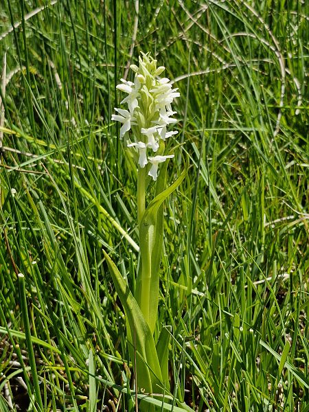 Dactylorhiza incarnata f. ochrantha  - Laurent Bignon
