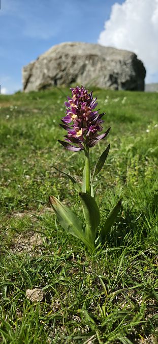 Dactylorhiza sambucina f. zimmermanii  - Michel Robin
