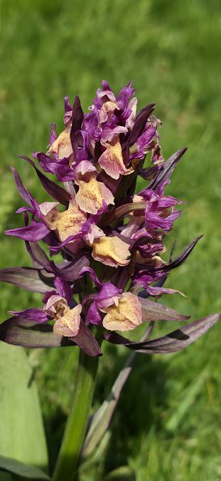 Dactylorhiza sambucina f. zimmermanii  - Michel Robin