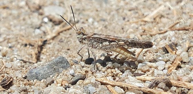 Acrotylus patruelis  - Michele Cento