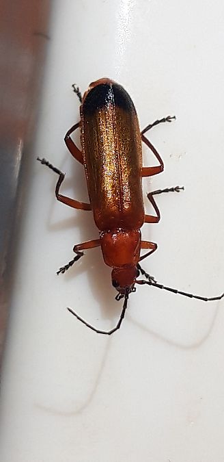 Rhagonycha fulva  - Michele Cento