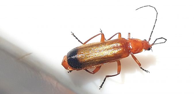 Rhagonycha fulva  - Michele Cento