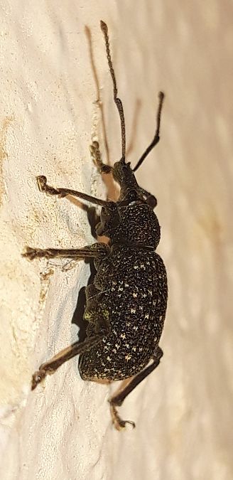 Otiorhynchus sulcatus  - Michele Cento