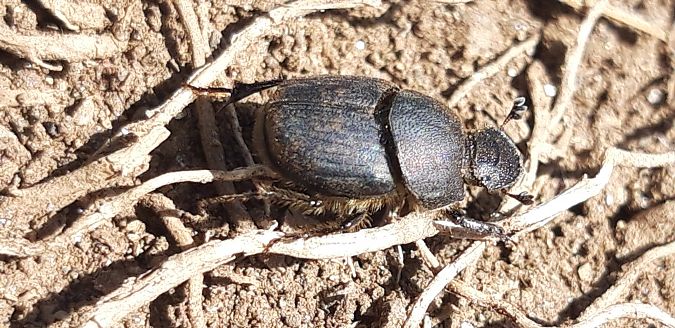 Onthophagus sp.  - Michele Cento