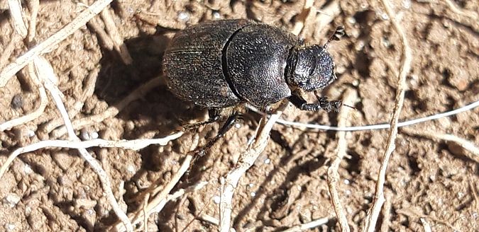 Onthophagus sp.  - Michele Cento
