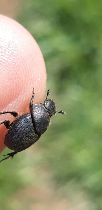 Onthophagus sp.  - Michele Cento