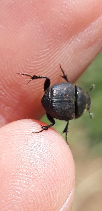 Onthophagus sp.  - Michele Cento