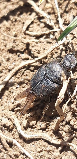 Onthophagus sp.  - Michele Cento