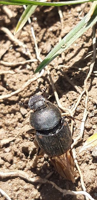 Onthophagus sp.  - Michele Cento