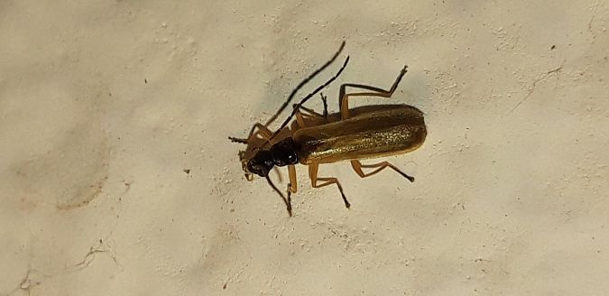 Rhagonycha lignosa  - Michele Cento