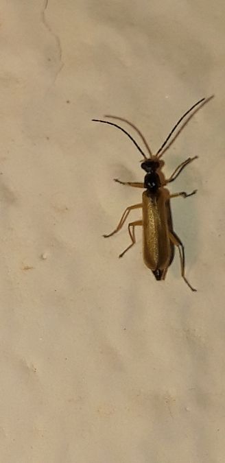 Rhagonycha lignosa  - Michele Cento