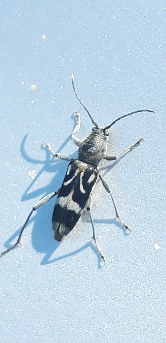 Chlorophorus figuratus  - Michele Cento