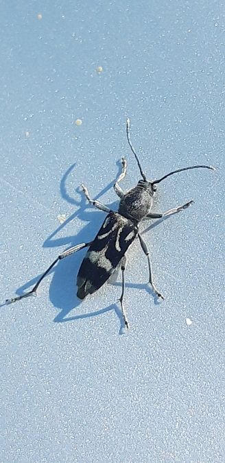Chlorophorus figuratus  - Michele Cento