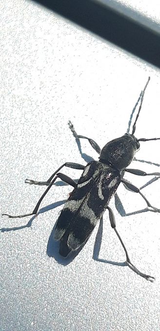 Chlorophorus figuratus  - Michele Cento