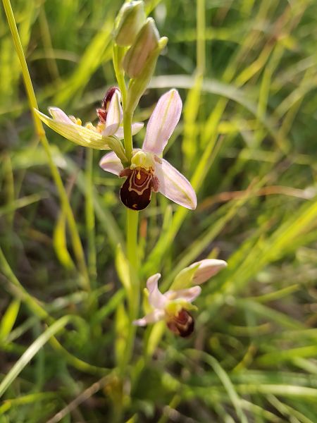 Ophrys apifera  - Nicola Larroux