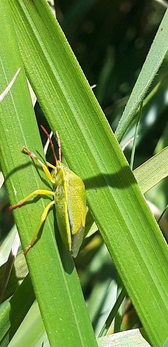 Piezodorus lituratus  - Michele Cento