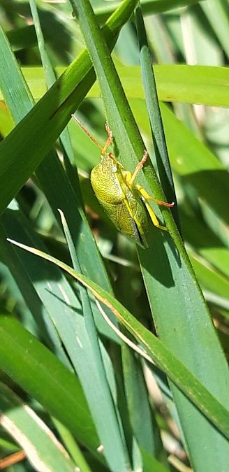 Piezodorus lituratus  - Michele Cento