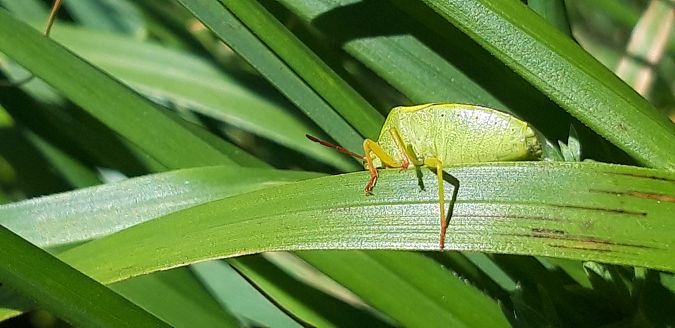 Piezodorus lituratus  - Michele Cento