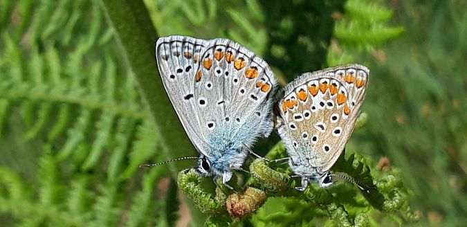 Polyommatus icarius # *  - Michele Cento