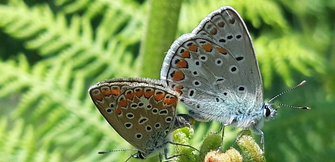 Polyommatus icarius # *  - Michele Cento
