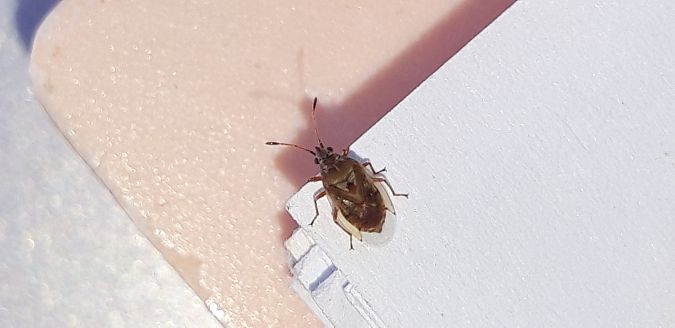 Kleidocerys ericae  - Michele Cento