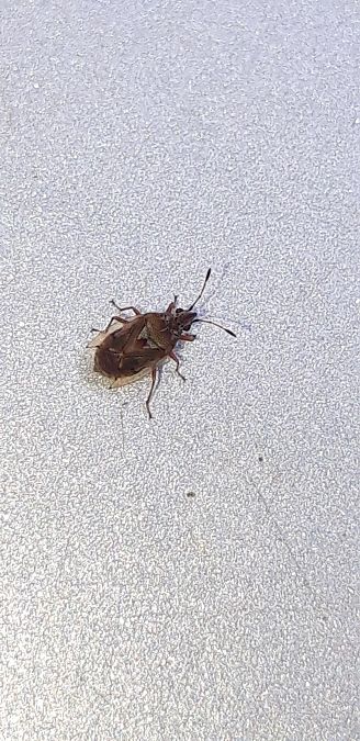 Kleidocerys ericae  - Michele Cento