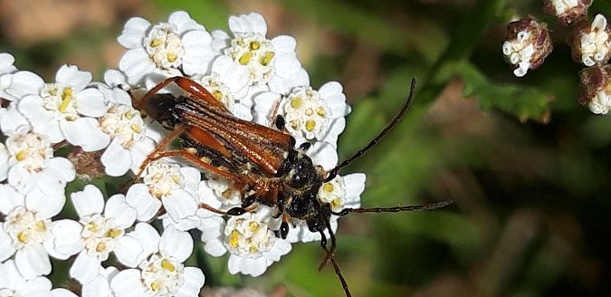 Stenopterus rufus  - Michele Cento