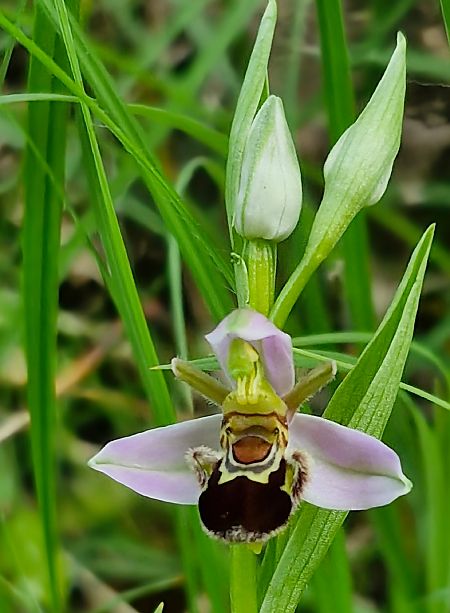 Ophrys apifera var. aurita  - Laurent Bignon