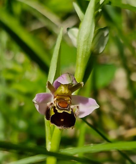 Ophrys apifera var. aurita  - Laurent Bignon