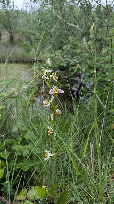 Ophrys apifera f. chlorantha  - Anthoine Neveu