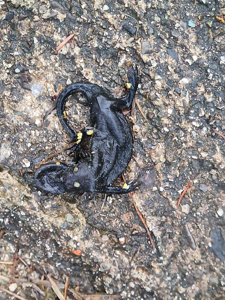 Salamandra pezzata  - Fabrizio Florit (FVG)