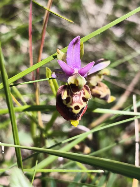 Ophrys fuciflora subsp. druentica  - Richard Fay
