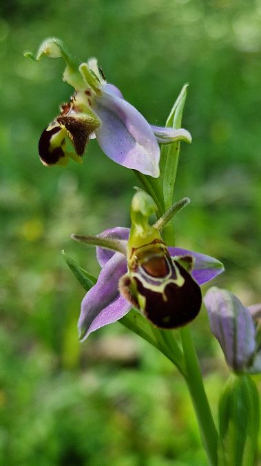 Ophrys apifera var. aurita  - Michel Beer