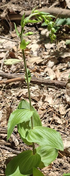 Epipactis helleborine var. castanearum 