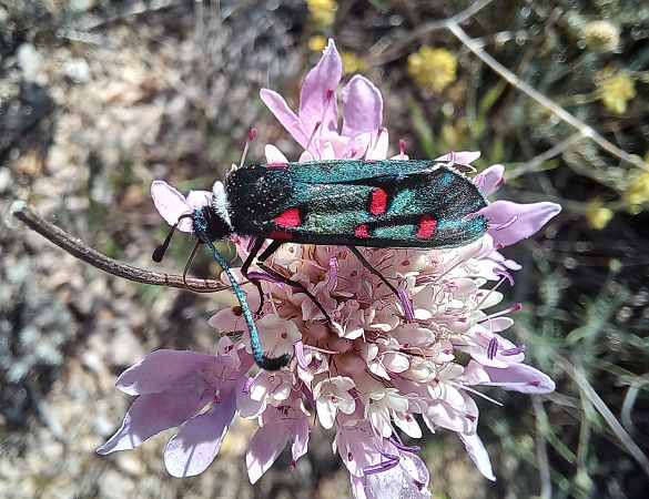Zygaena lavandulae  - Marc Olivé